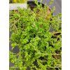 CYTISUS DECUMBENS kak1