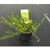 CYTISUS DECUMBENS ARBO