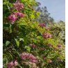 DEUTZIA × HYBRIDA 'STRAWBERRY FIELDS' shutt2