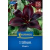 LILIUM 'MAPIRA' bruno