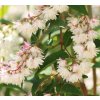 DEUTZIA SCABRA 'PRIDE OF ROCHESTER'1 SHUTT'