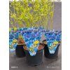 VACCINIUM CORYMBOSUM 'BLUEJAY' kak