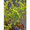 VACCINIUM CORYMBOSUM 'BLUEJAY' kak1