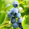 VACCINIUM CORYMBOSUM 'BLUEJAY' ist