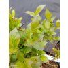 WEIGELA FLORIDA 'PICOBELLA BIANCO' kak2