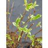 WEIGELA FLORIDA ´NANA VARIEGATA´ kak2