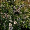 VITEX AGNUS CASTUS 'SILVER SPIRE' KAK