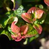 LEUCOTHOE AXILLARIS 'CURLY RED' IST