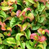 LEUCOTHOE AXILLARIS 'CURLY RED' IST1