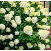 HYDRANGEA PANICULATA 'LIMELIGHT' SHUTT