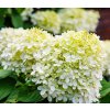 HYDRANGEA PANICULATA 'LIMELIGHT' SHUTT1