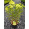 HYDRANGEA PANICULATA 'LIMELIGHT' ARBO
