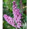 BUDDLEJA DAVIDII 'PINK BEAUTY' IST