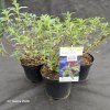 BUDDLEJA DAVIDII 'ROYAL RED' kak