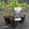BUDDLEJA DAVIDII 'ROYAL RED' kak1