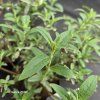 BUDDLEJA DAVIDII 'ROYAL RED' kak2