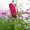BUDDLEJA DAVIDII 'ROYAL RED' IST