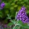 BUDDLEJA DAVIDII 'BUTTERFLY CANDY ® LITTLE PURPLE' IST