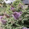 BUDDLEJA DAVIDII 'BUTTERFLY CANDY ® LITTLE PURPLE' kak