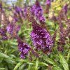BUDDLEJA DAVIDII 'BUTTERFLY CANDY ® LITTLE PURPLE' kak1
