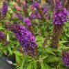 BUDDLEJA DAVIDII 'BUTTERFLY CANDY ® LITTLE PURPLE' kak2