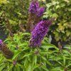 BUDDLEJA DAVIDII 'BUTTERFLY CANDY ® LITTLE PURPLE' kak3
