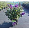 BUDDLEJA DAVIDII 'BUTTERFLY CANDY ® LITTLE PURPLE' ARBO