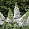 BUDDLEJA DAVIDII 'BUTTERFLY CANDY ® LITTLE WHITE' IST