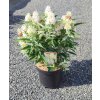BUDDLEJA DAVIDII 'BUTTERFLY CANDY ® LITTLE WHITE' ARBO