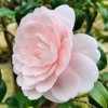 CAMELLIA JAPONICA 'WILLIAM BARTLETT' ist