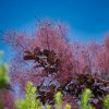 COTINUS COGGYGRIA 'DUSKY MAIDEN' IST1