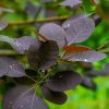 COTINUS COGGYGRIA 'DUSKY MAIDEN' IST