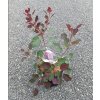 COTINUS COGGYGRIA 'DUSKY MAIDEN' ARBO