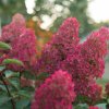 HYDRANGEA PANICULATA 'WIM'S RED' ist