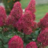 HYDRANGEA PANICULATA 'WIM'S RED' ist