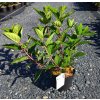 HYDRANGEA PANICULATA 'WIM'S RED' ARBO