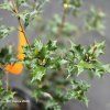 OSMANTHUS HETEROPHYLLUS 'PURPUREUS' kak