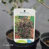 OSMANTHUS HETEROPHYLLUS 'PURPUREUS' kak1