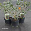 OSMANTHUS HETEROPHYLLUS 'PURPUREUS' kak2