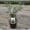 OSMANTHUS HETEROPHYLLUS 'PURPUREUS' arbo