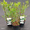 PHILADELPHUS kak'VIRGINAL'