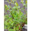 PHILADELPHUS 'VIRGINAL' kak1