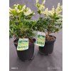 PIERIS JAPONICA 'PRELUDE' kak