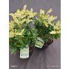 PIERIS JAPONICA 'PRELUDE' kak2