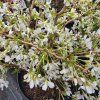 PRUNUS INCISA 'KOJOU NO MAI' kak