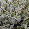 PRUNUS INCISA 'KOJOU NO MAI' kak1