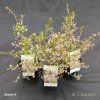 PRUNUS INCISA 'KOJOU NO MAI' kak