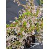 PRUNUS INCISA 'KOJOU NO MAI' kak2