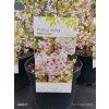 PRUNUS INCISA 'KOJOU NO MAI' kak3