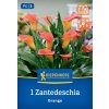 ZANTENDESCHIA 'ORANGE' ORANŽOVÁ (KALA) bruno
